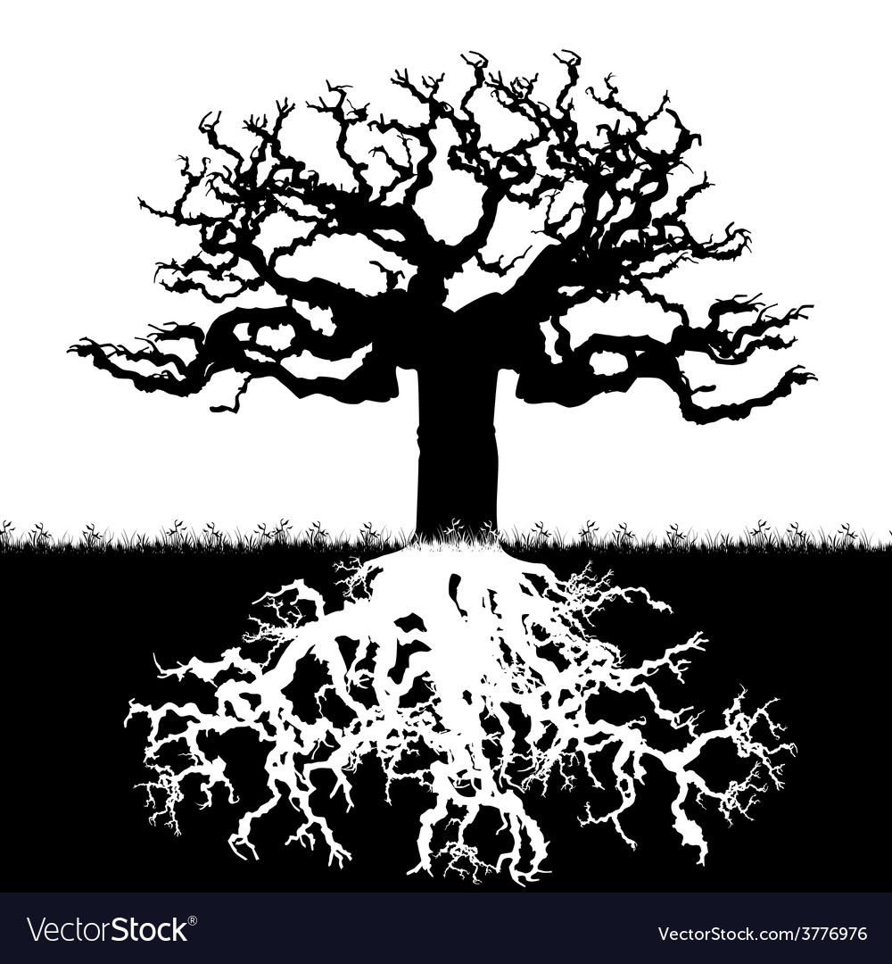Tree Roots System