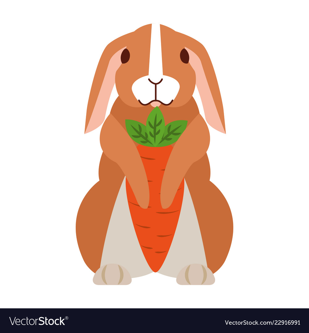 Cute rabbit on white background