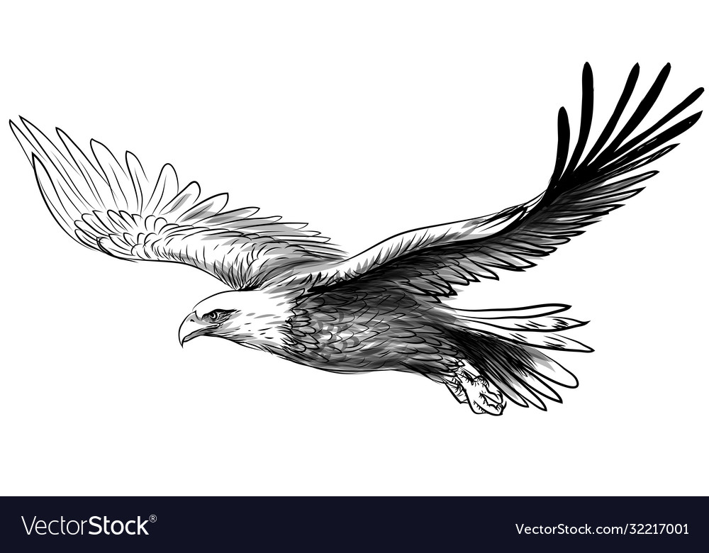 Great Flying Bald Eagle Coloring Page - NetArt | Eagle painting, Coloring  pages, Eagle drawing