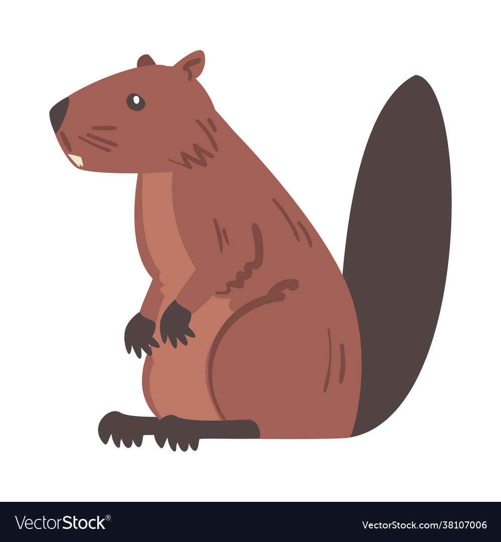 Side view brown beaver wild rodent animal vector image Side view brown beaver wild rodent animal