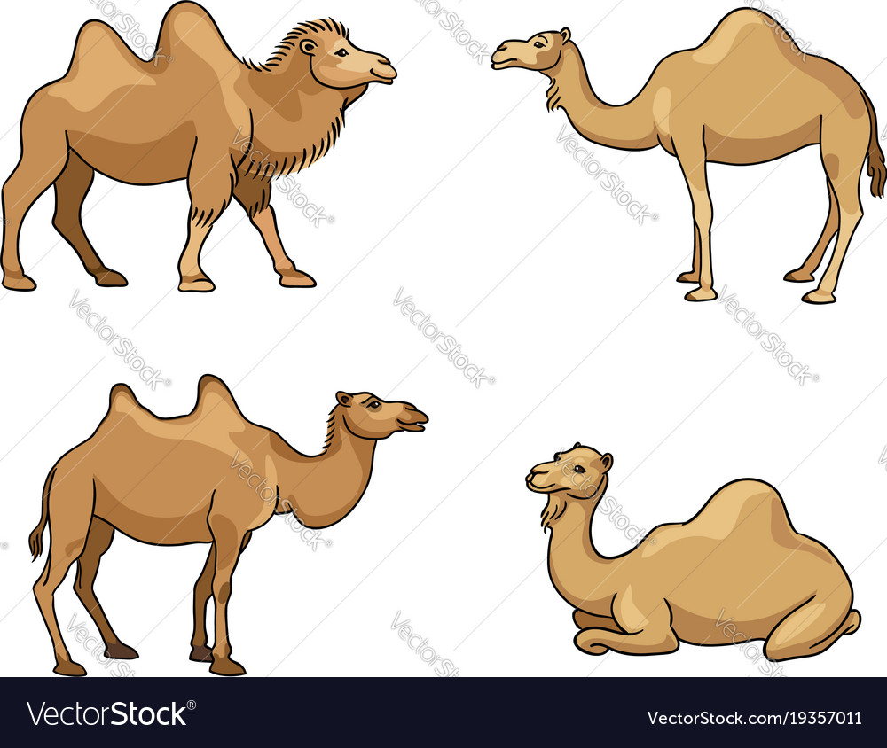 Camels in cartoon style with outlines Royalty Free Vector