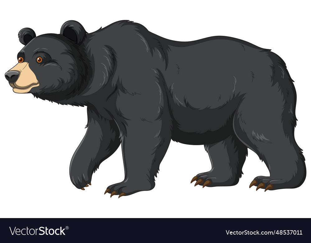 Cartoon black bear Royalty Free Vector Image - VectorStock