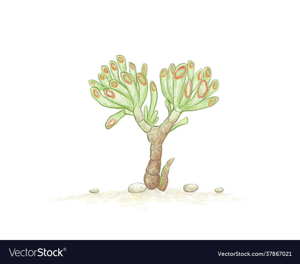 Hand drawn sketch crassula ovata succulents pl