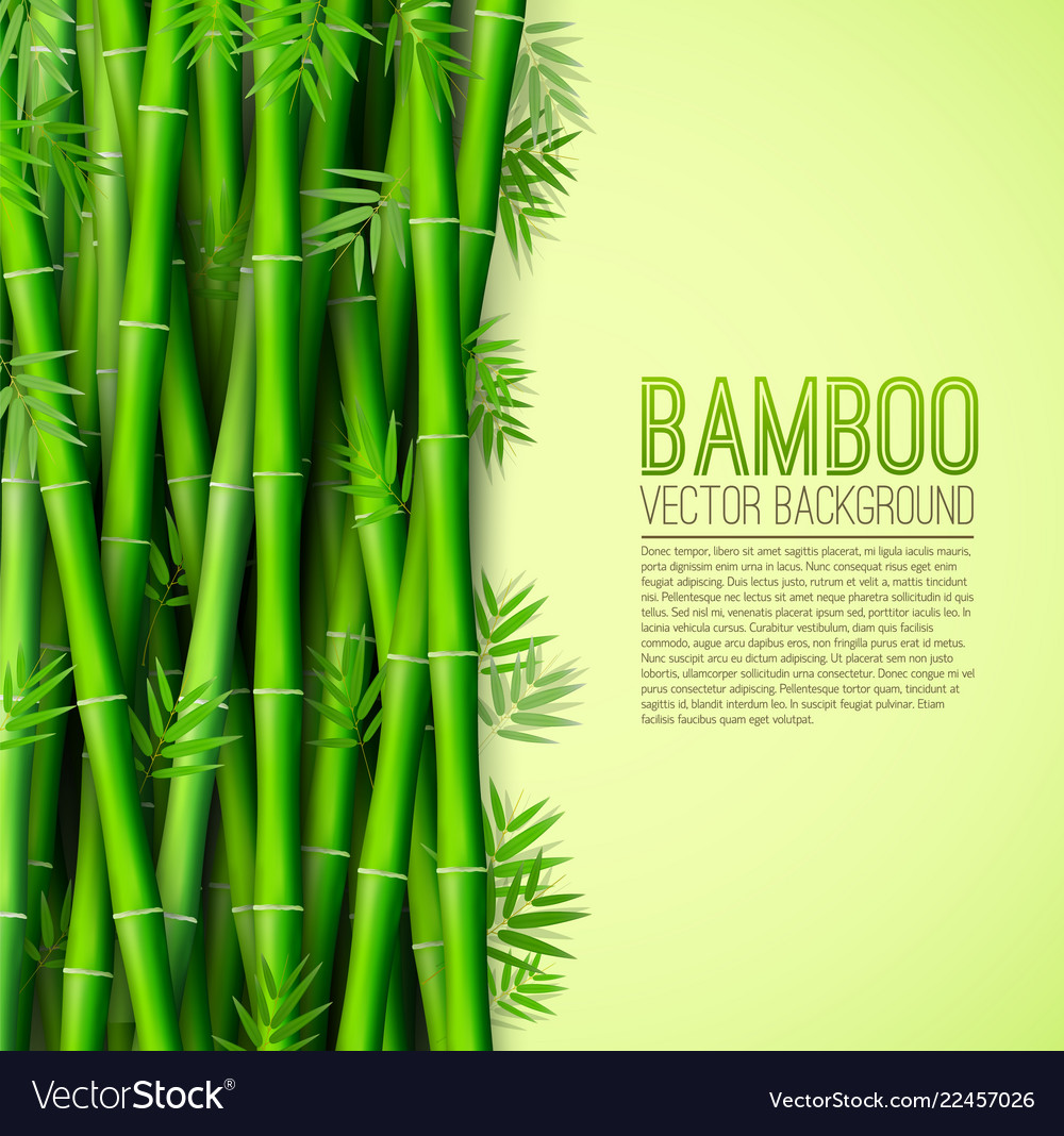 Bamboo background concept vector image Bamboo background concept