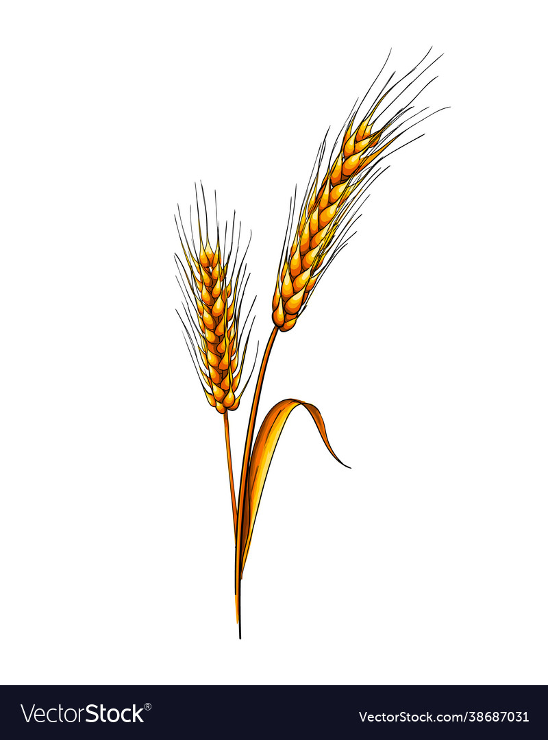 Ears wheat from a splash watercolor colored Vector Image