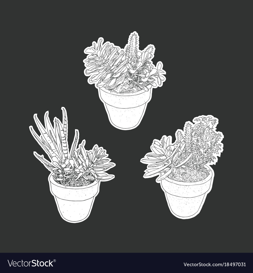 House plant in pot set