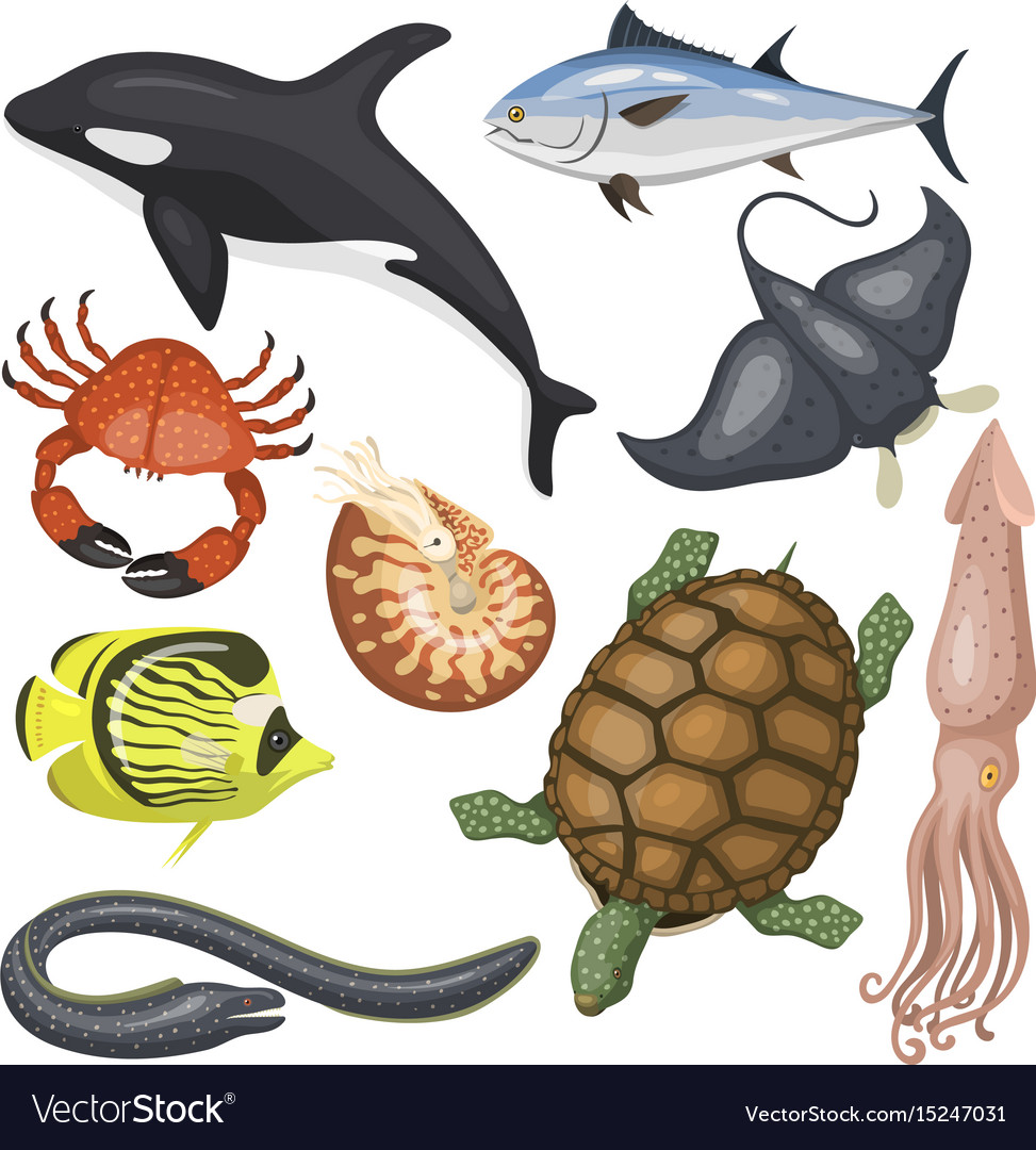 Set of different types sea animals