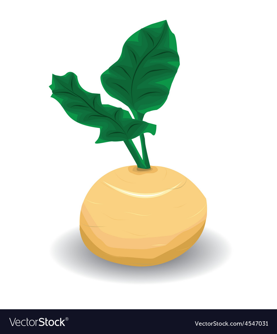 Turnip Royalty Free Vector Image VectorStock