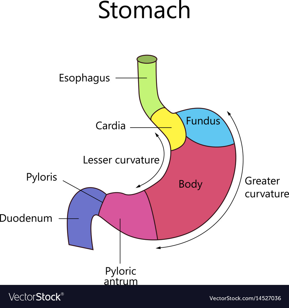 Internal structure human stomach Royalty Free Vector Image