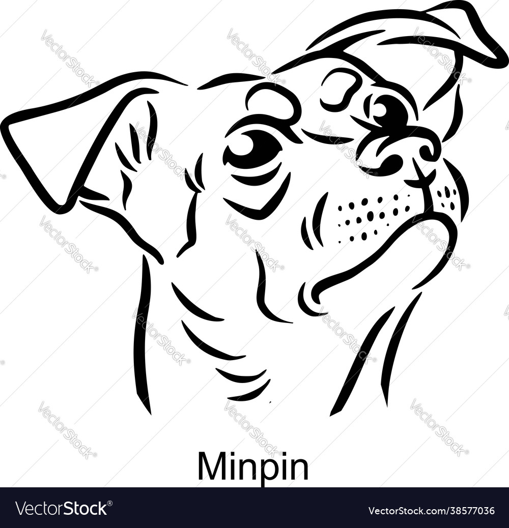 Minpin portrait dog in line style - pet vector image Minpin portrait dog in line style - pet