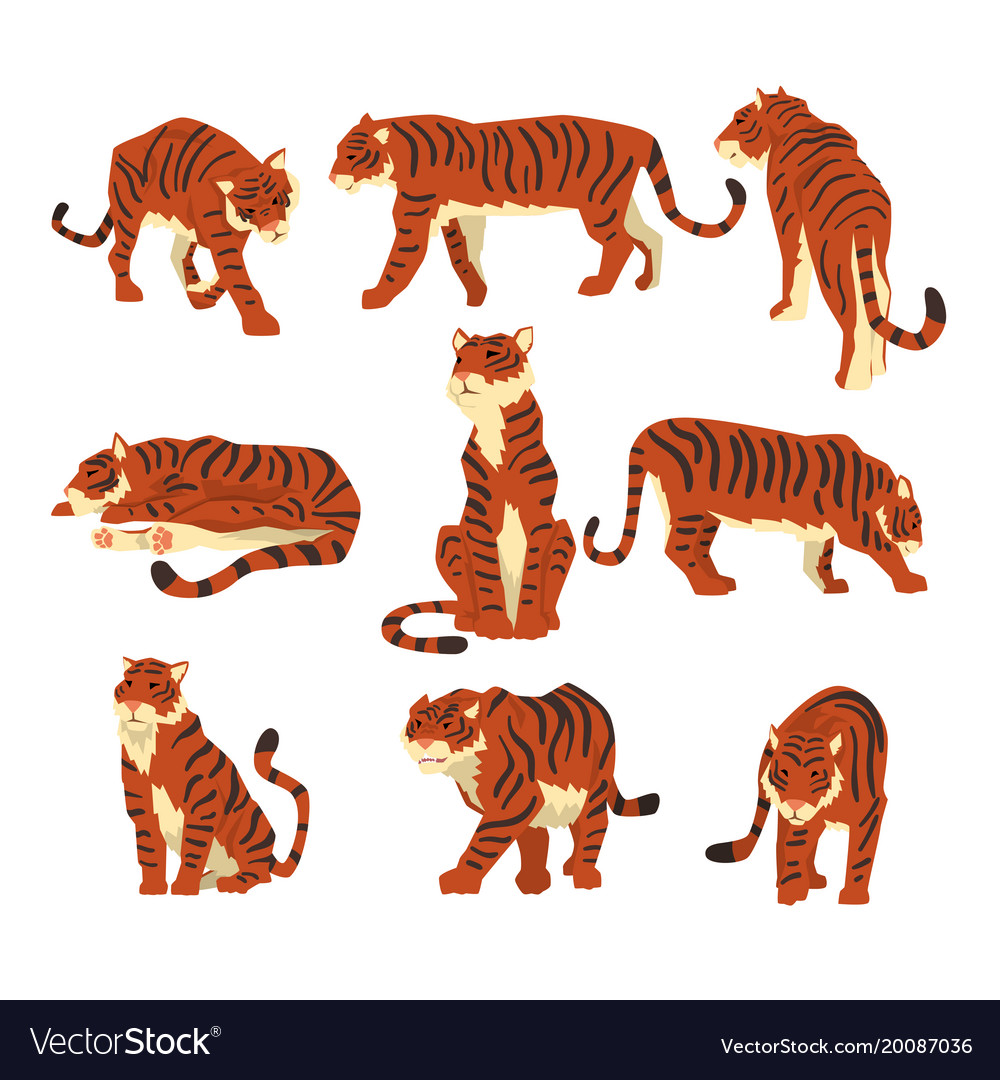 Powerful tiger in different actions set of cartoon