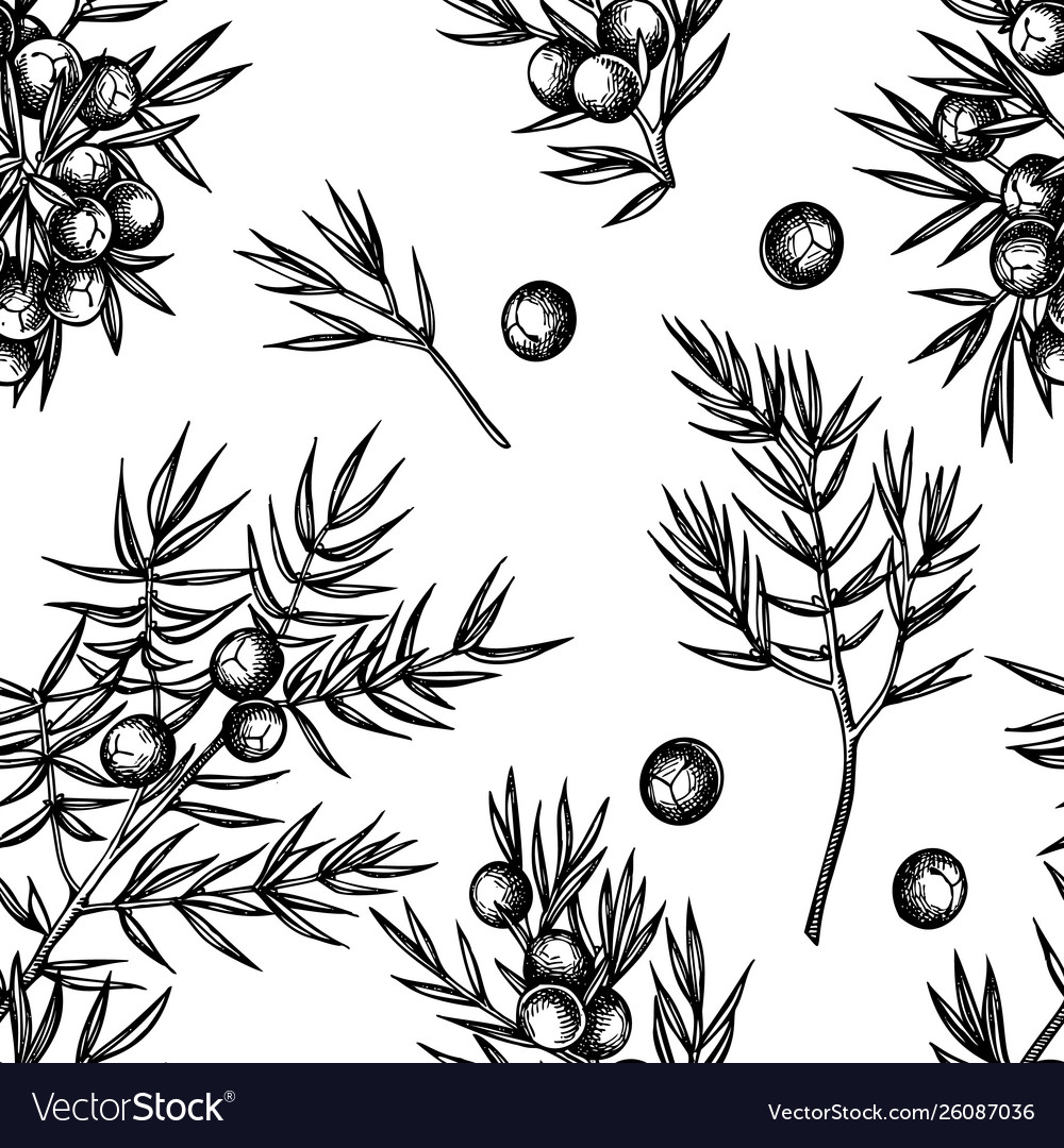 Seamless pattern with black and white juniper Vector Image