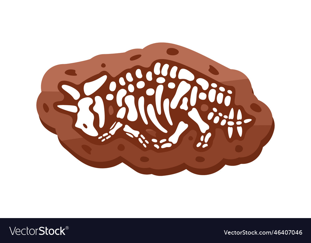 Triceratops fossils skeleton fossil vector image Triceratops fossils skeleton fossil