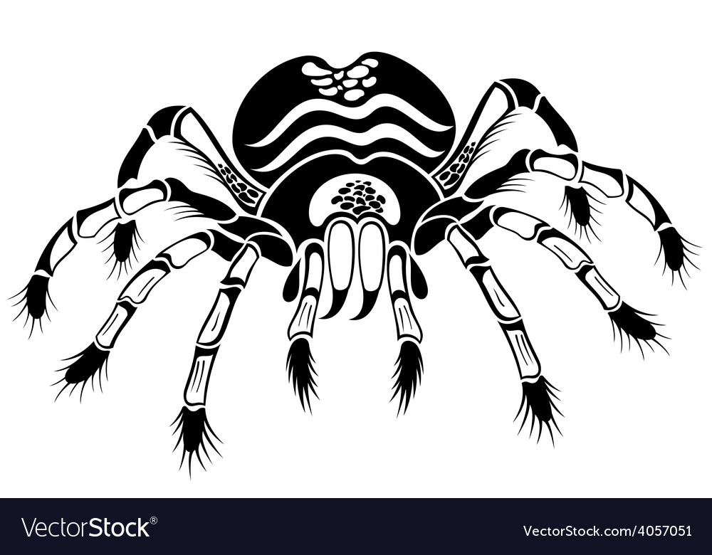 Black tarantula Royalty Free Vector Image - VectorStock