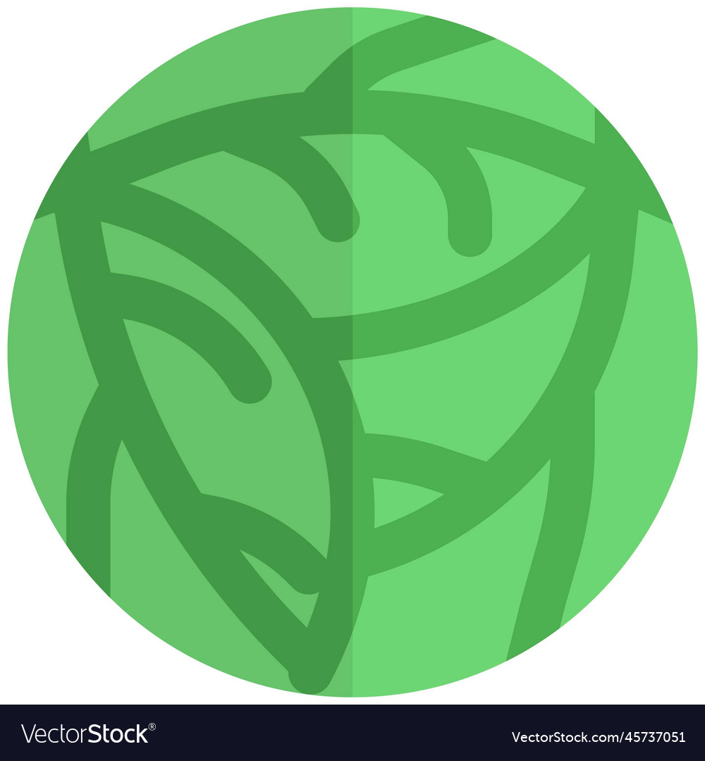 Cabbage Fresh Green Leafy Vegetable Royalty Free Vector Cabbage Fresh Green Leafy Vegetable Royalty Free Vector