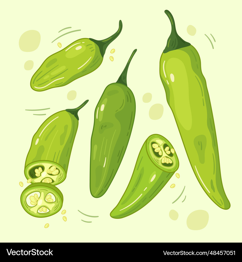 Hand drawn jalapeno drawing isolated on white Vector Image
