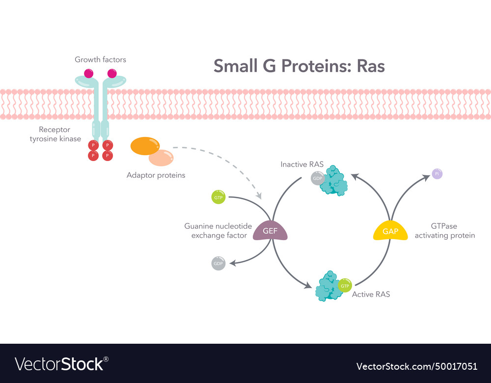 Small G Proteins Ras Scientific Diagram Royalty Free Vector