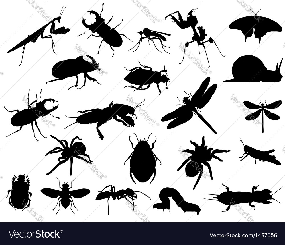 Insects Royalty Free Vector Image - VectorStock