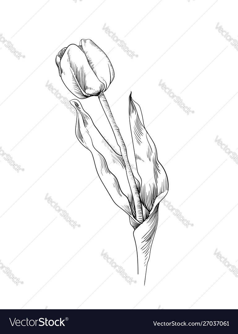 Graphic tulip hand drawn Royalty Free Vector Image