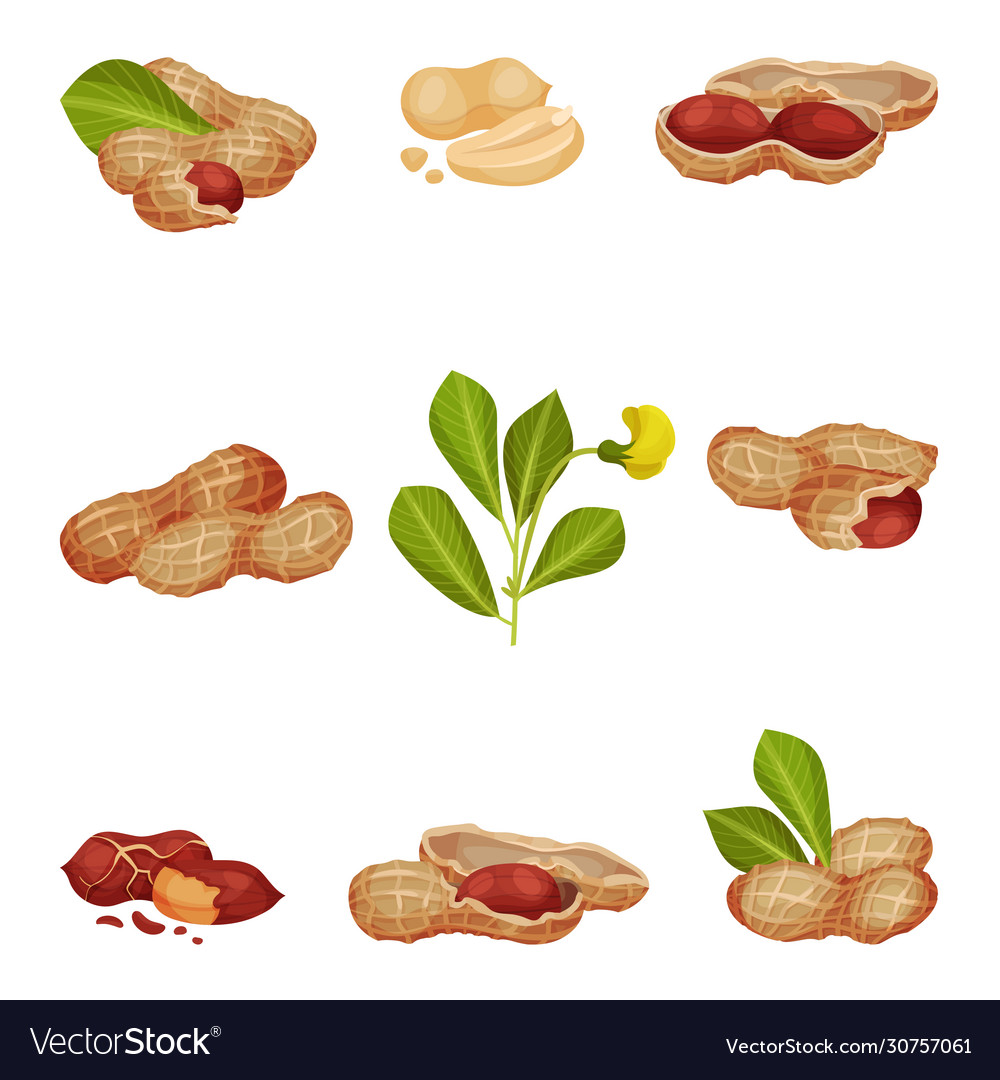 Peanut kernel in nutshell with green leaves Vector Image Peanut kernel in nutshell with green leaves