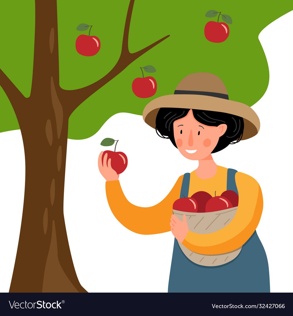 Woman holds a basket with apples from garden