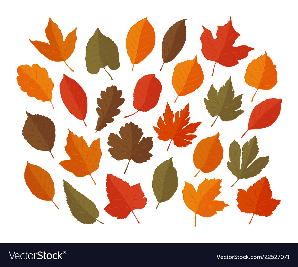 Decorative leaves set autumn leaf fall concept Vector Image