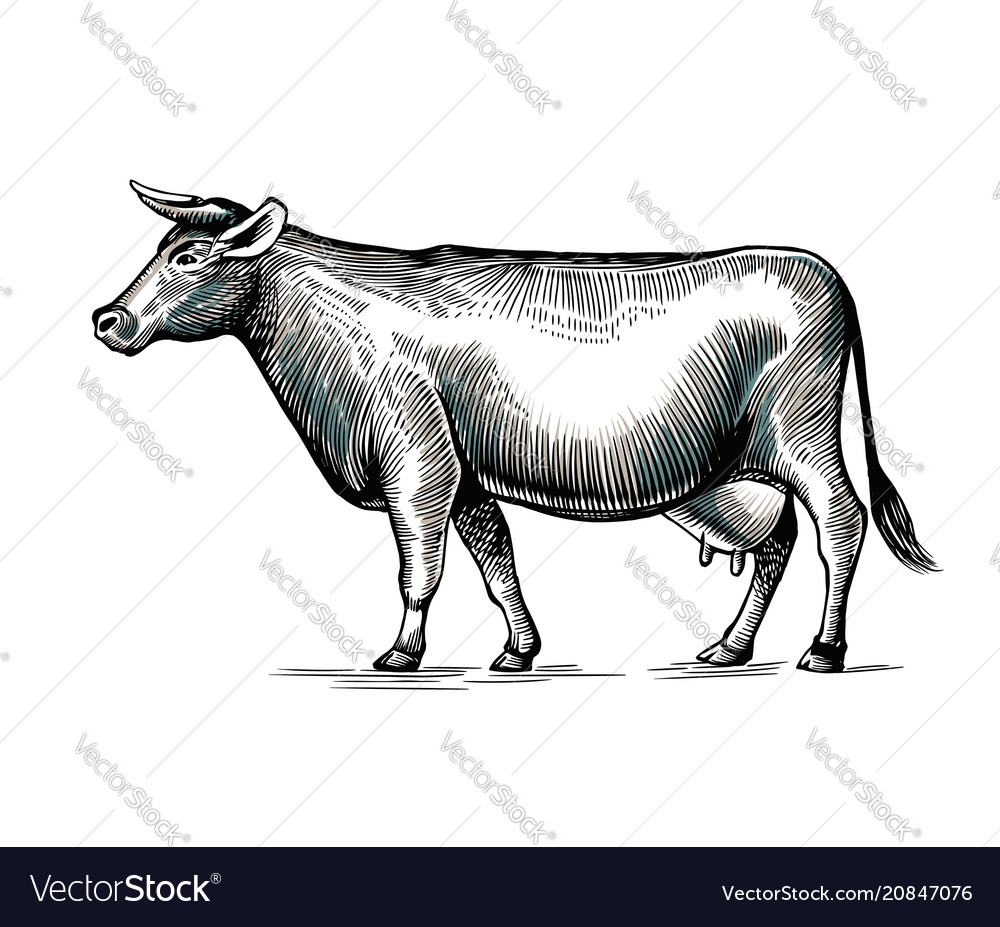Cow hand drawn in elegant vintage engraving vector image Cow hand drawn in elegant vintage engraving
