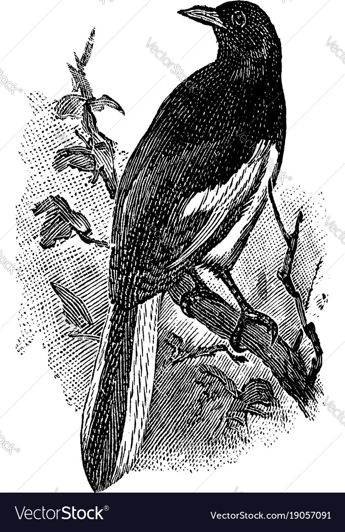 Magpie Robin Vintage Royalty Free Vector Image