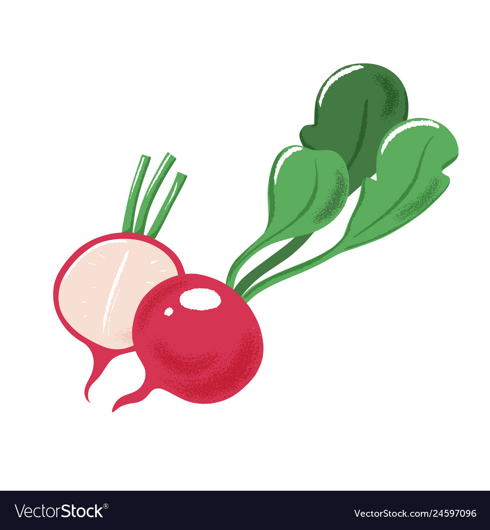 Composition of garden radish with green leaves