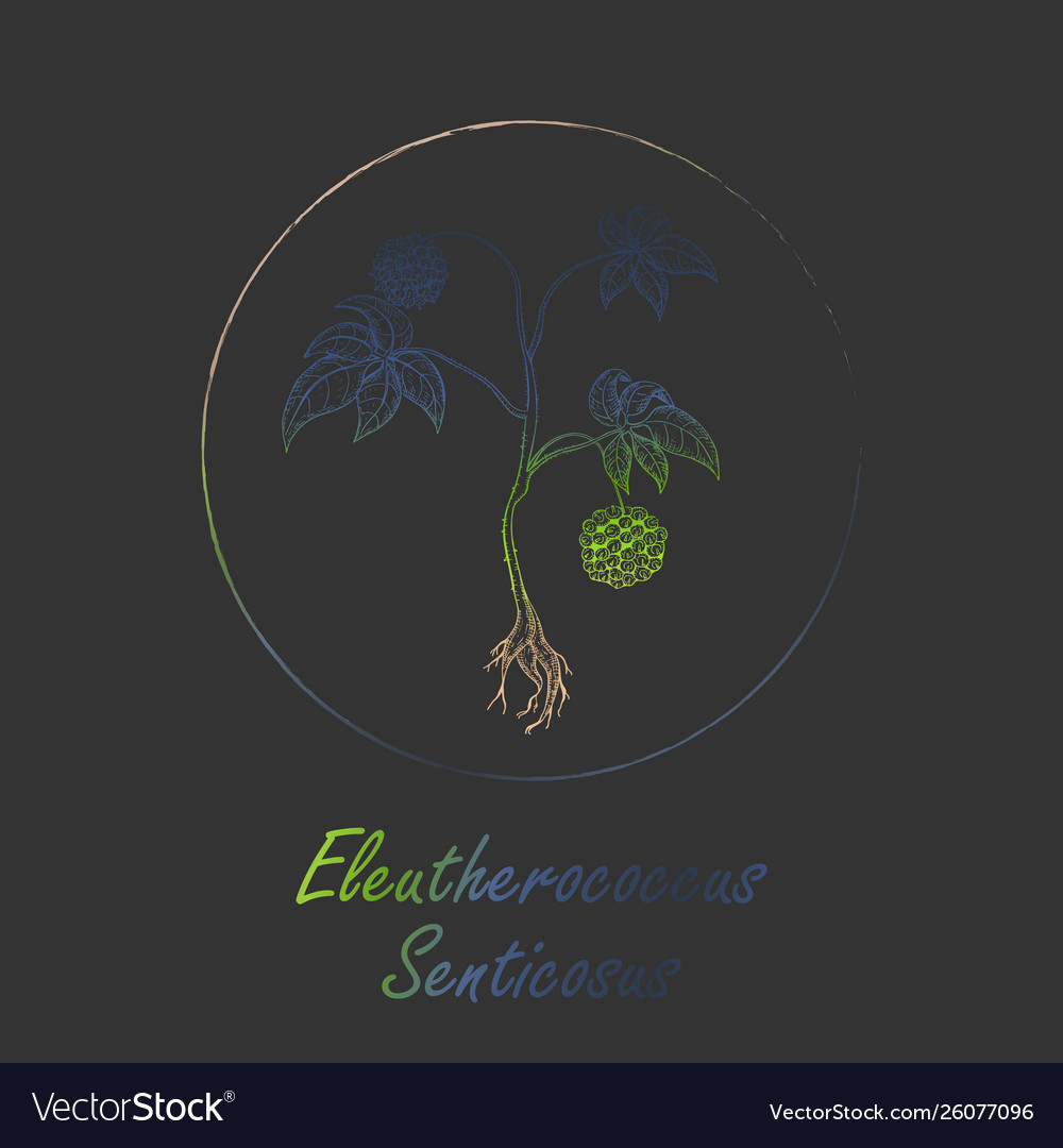 Siberian ginseng colored with gradient frame Vector Image Siberian ginseng colored with gradient frame
