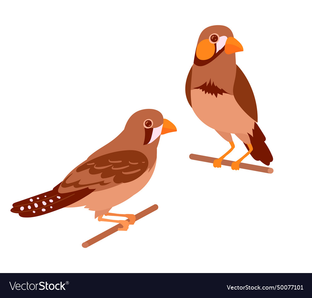 Hausfinken Vögel süß dekorative vector image Hausfinken Vögel süß dekorative