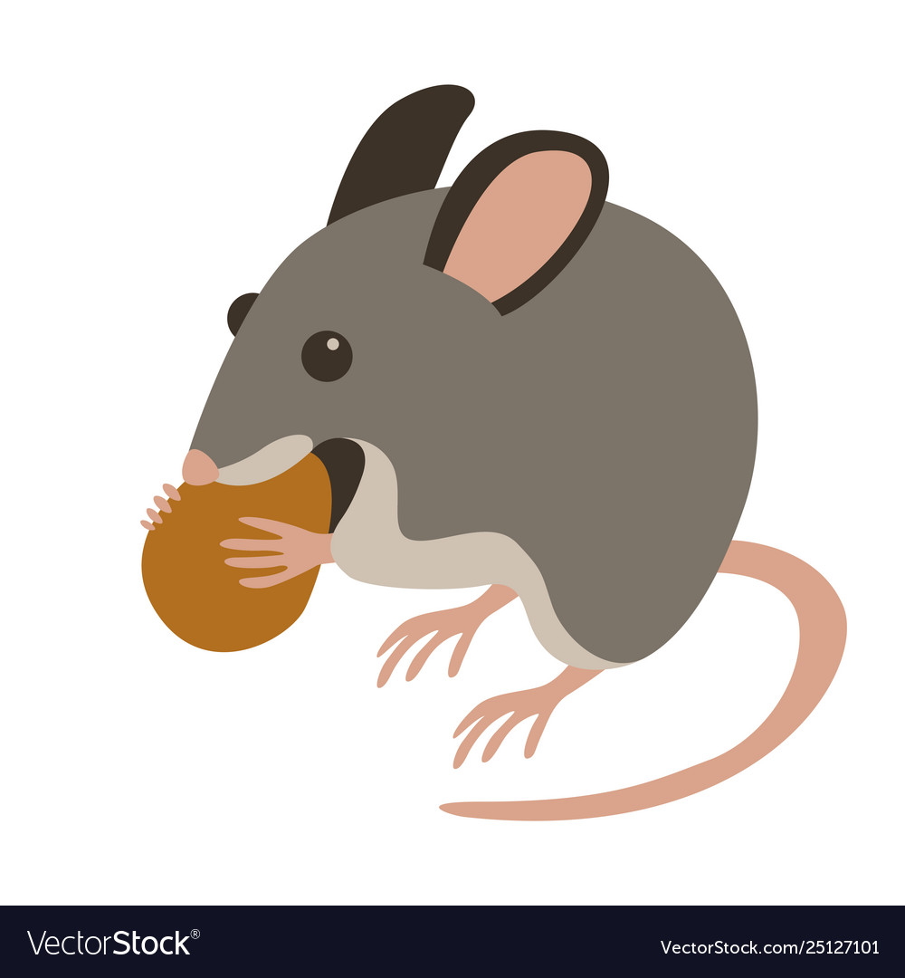 Mouse with nut flat Royalty Free Vector Image VectorStock