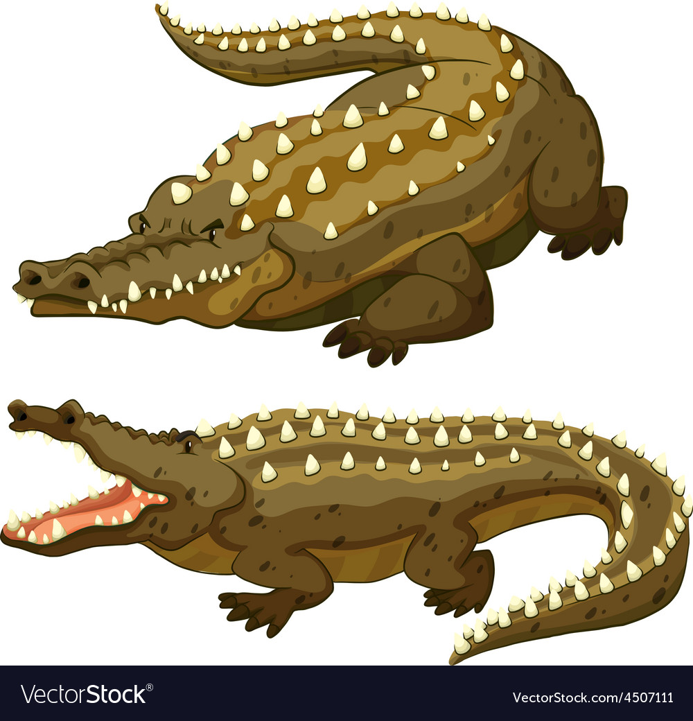 Crocodile Royalty Free Vector Image - VectorStock