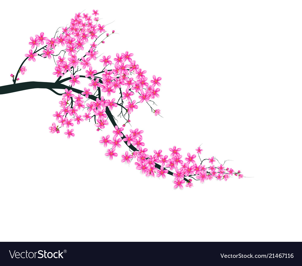 Watercolor sakura frame background with blossom Vector Image