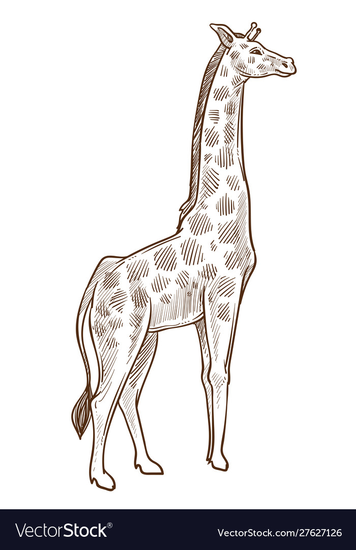 Discover More Than 77 Giraffe Pencil Sketch Best In Eteachers   African Animal Giraffe Isolated Sketch Tallest Vector 27627126 