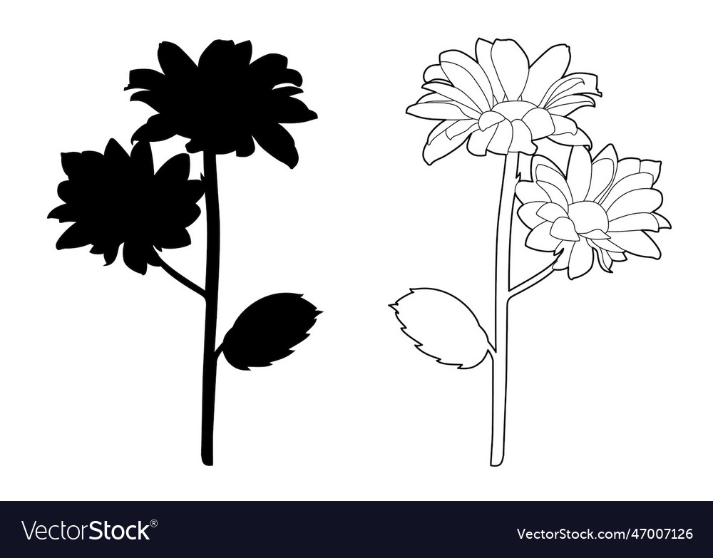 Drawing of two flowers