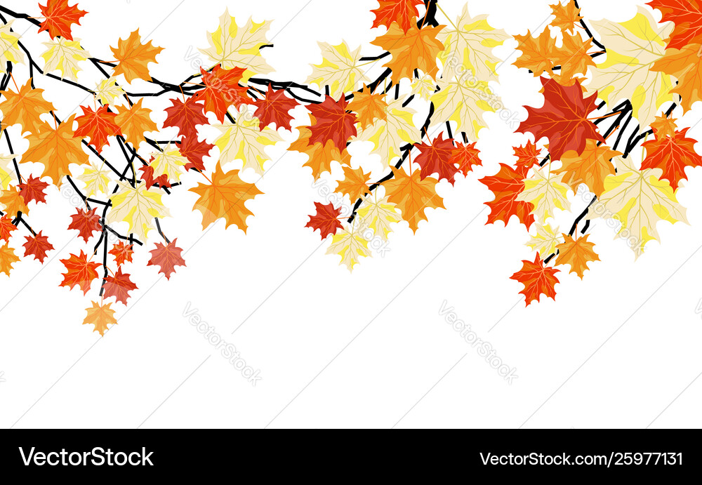 Autumn maples Royalty Free Vector Image - VectorStock