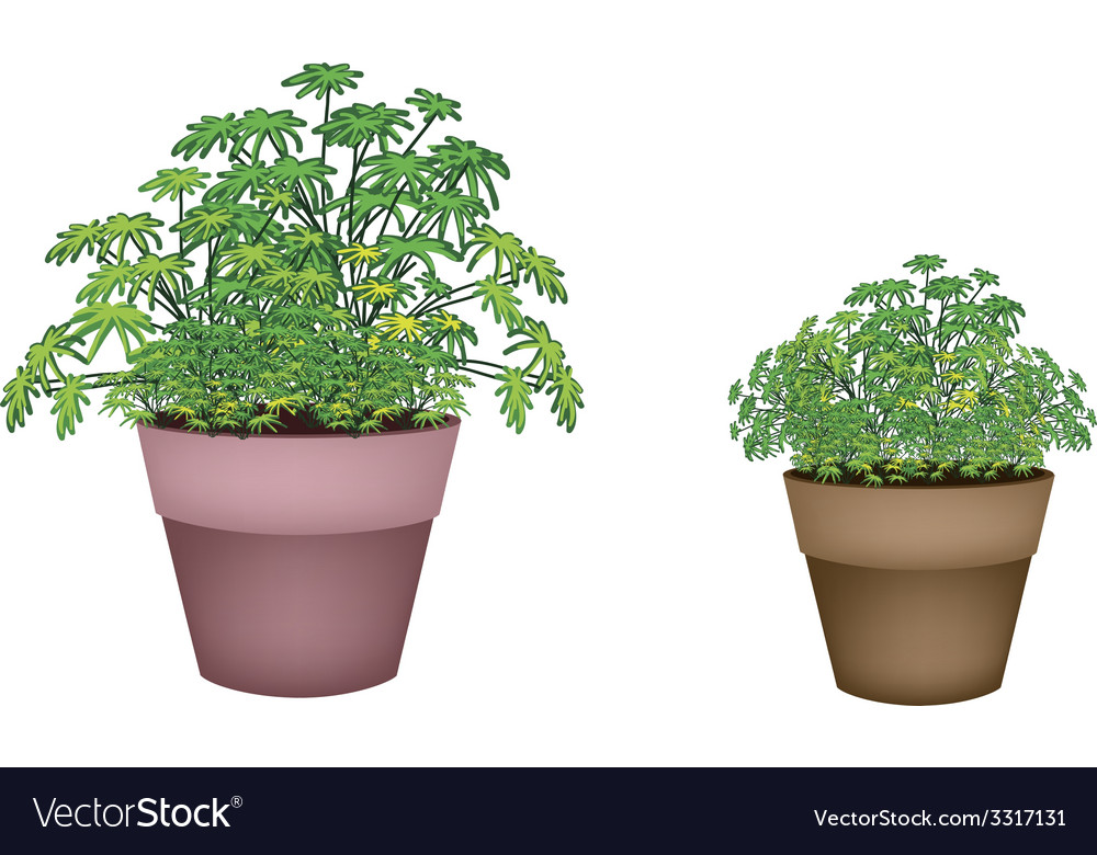 Two evergreen plant in terracotta pots