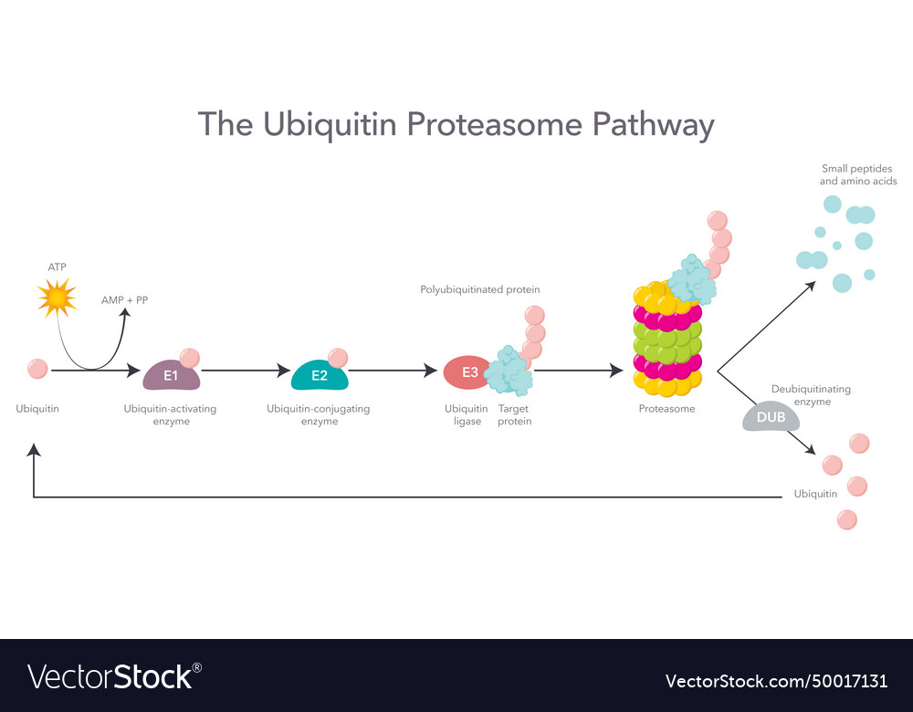 Ubiquitin proteasome pathway