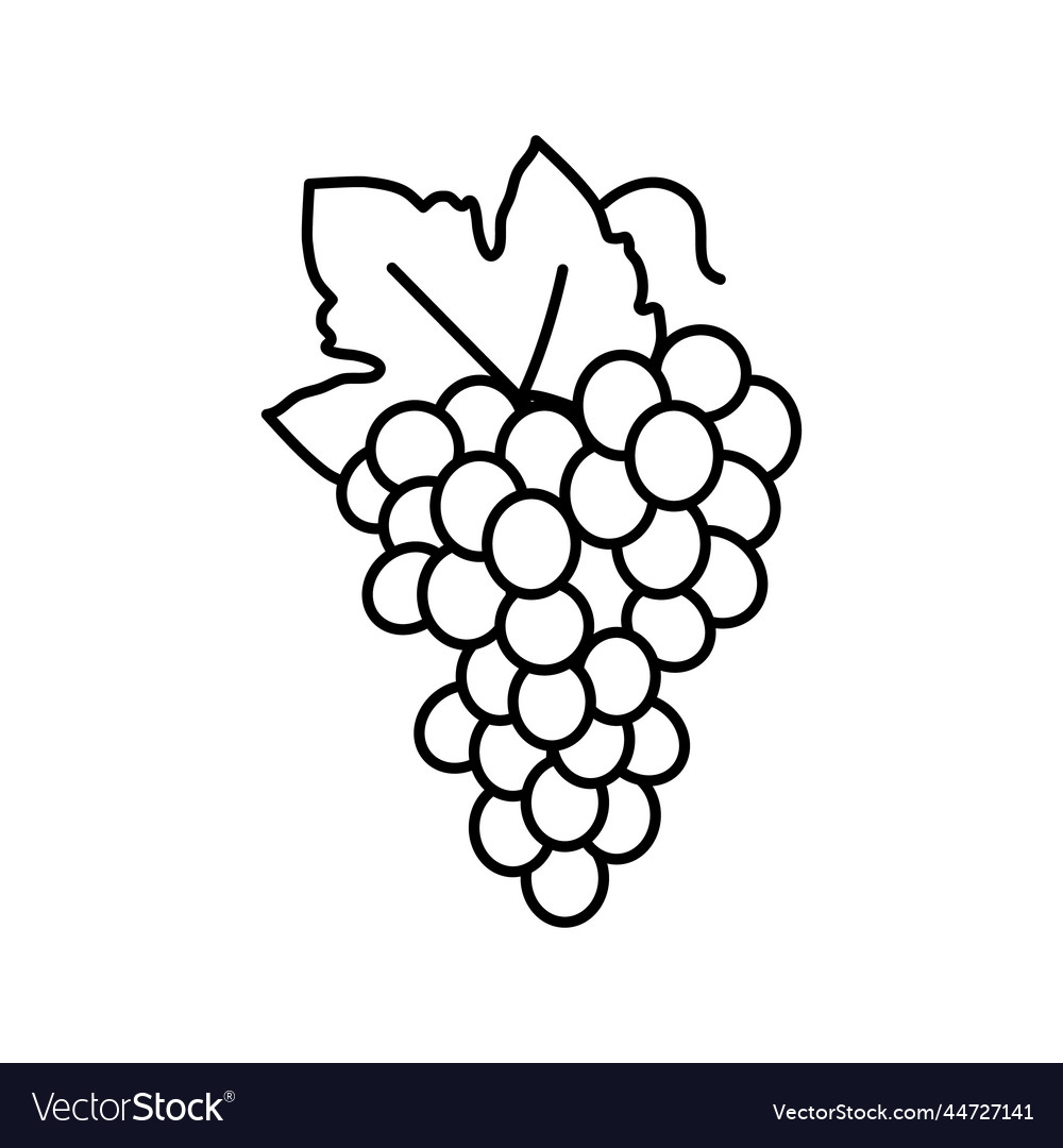 Blue grapes bunch line icon