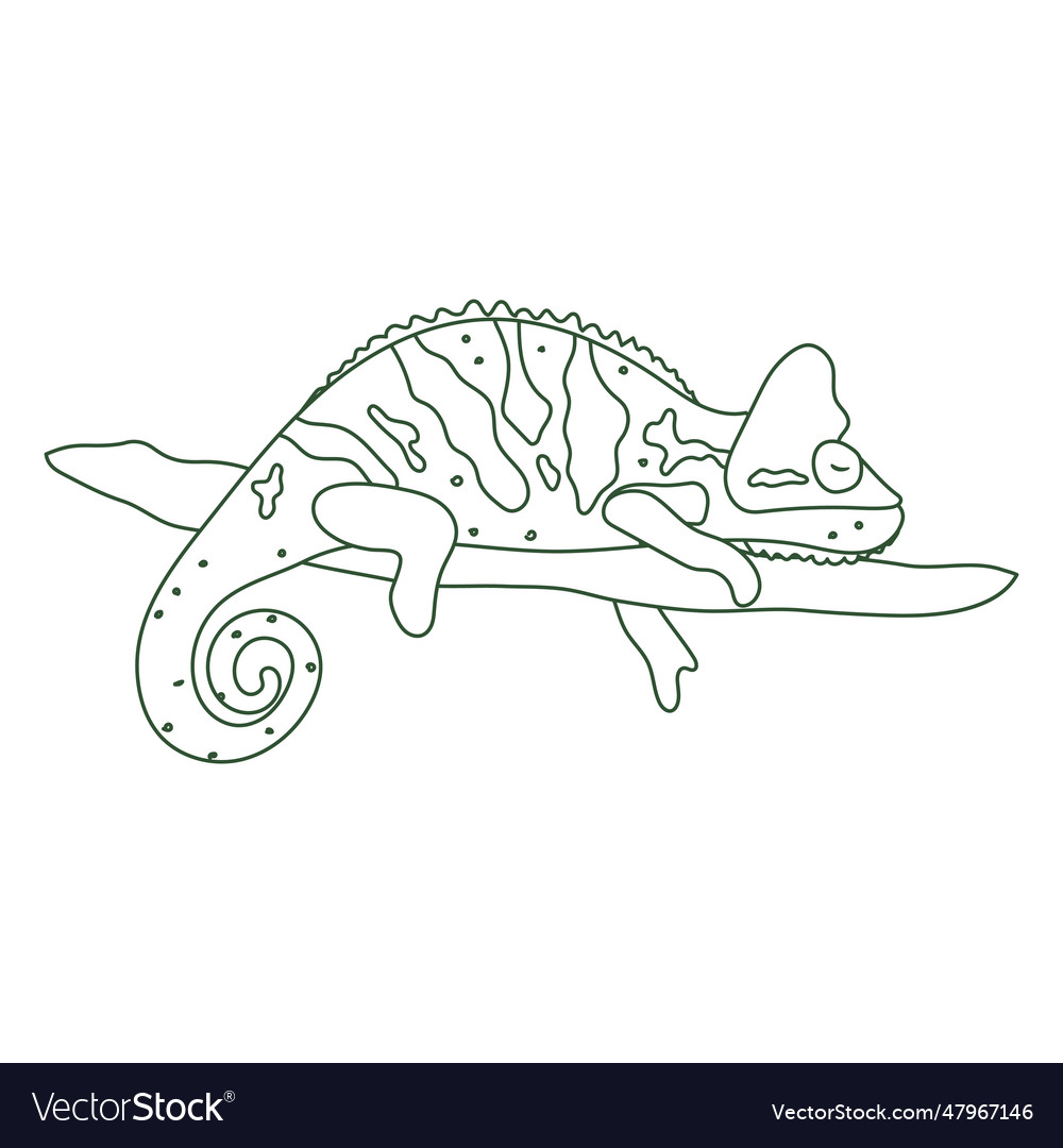 Chameleon animal sleeping stroke Royalty Free Vector Image