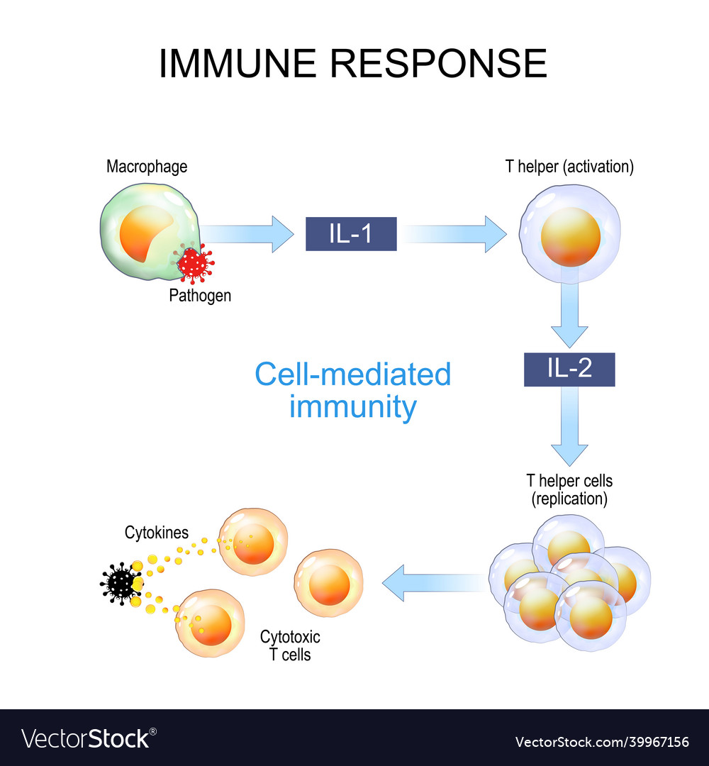 Immune response cellmediated immunity Royalty Free Vector