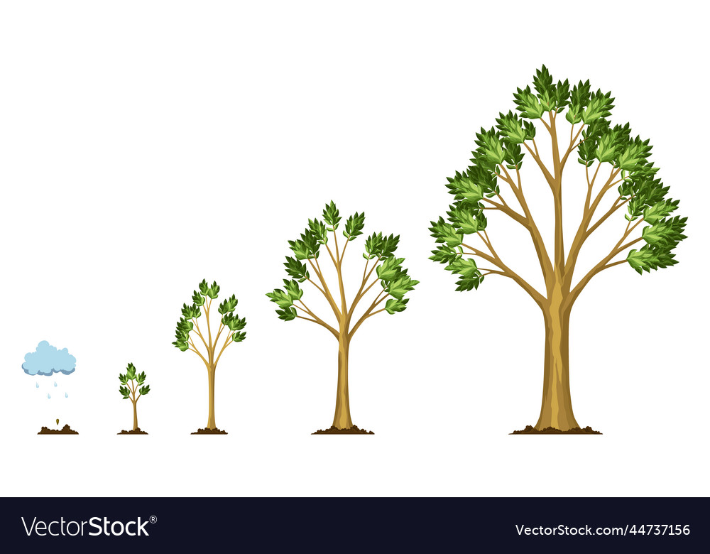 Stufen Wachstum des Baumes aus der Samenbewässerung