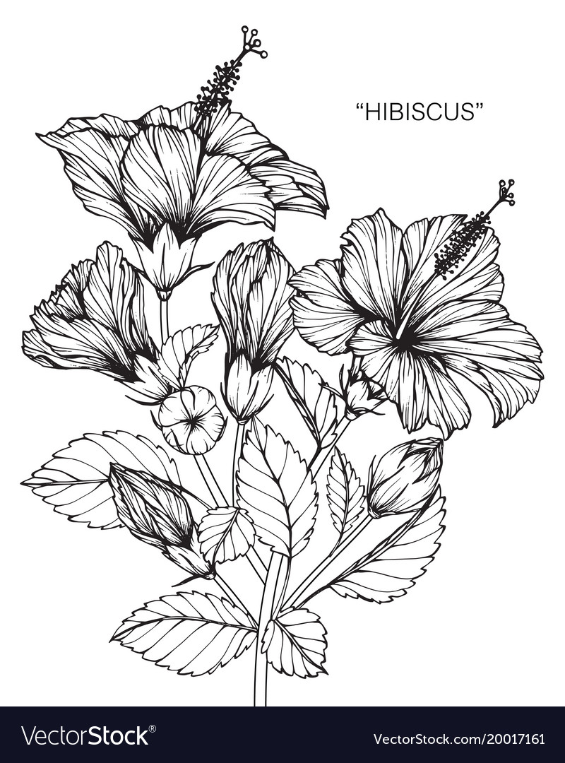 Realistic Hibiscus Flower Drawing