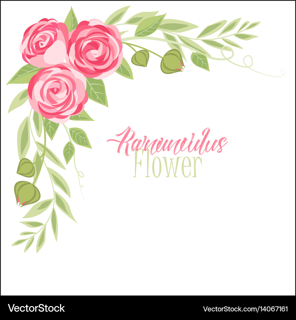 Vector Ranunculus Ranunculus flower Royalty Free Vector Image - VectorStock