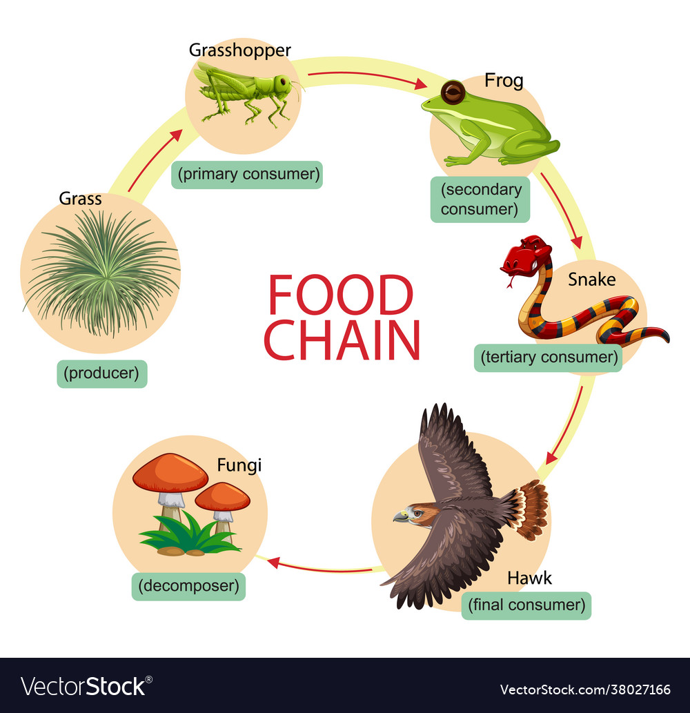 What Is Food Chain And Food Web With Diagram