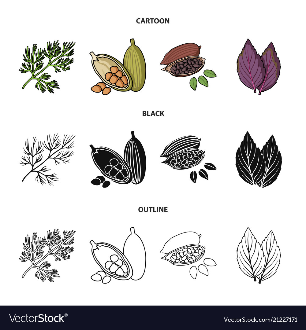 Dill cocoa beans basilherbs and spices set