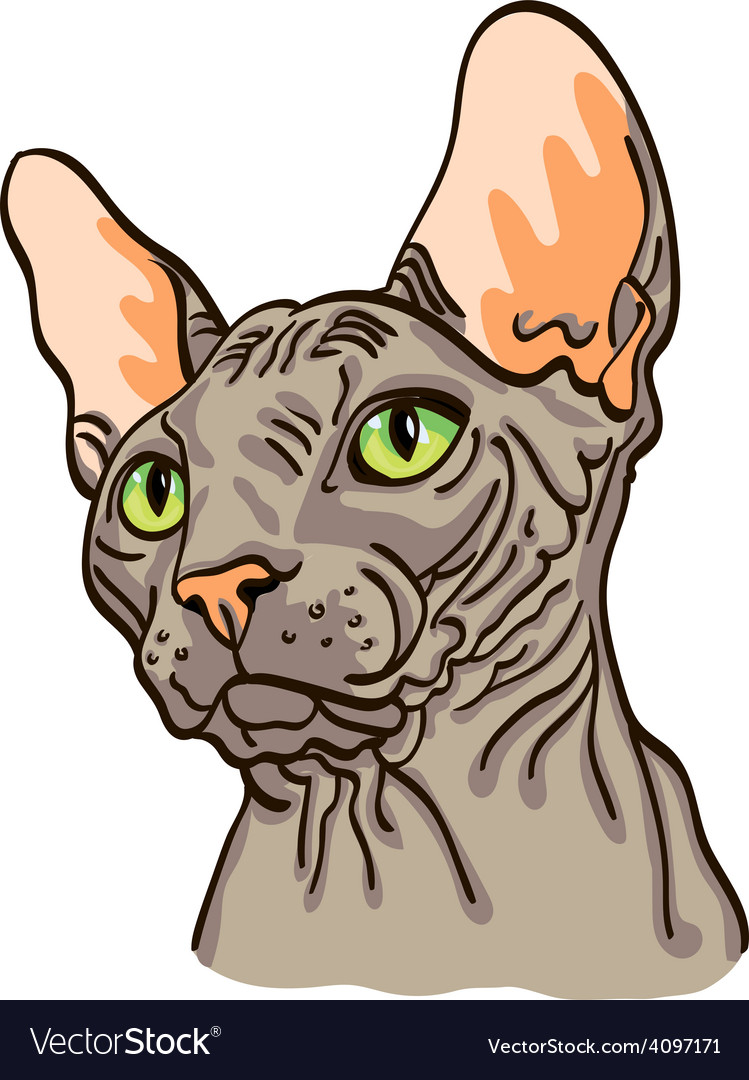 Head sphinx cat