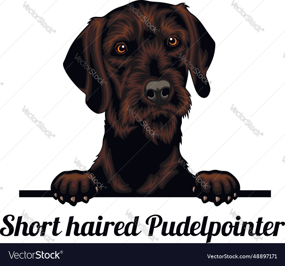 Short haired pudelpointer sales