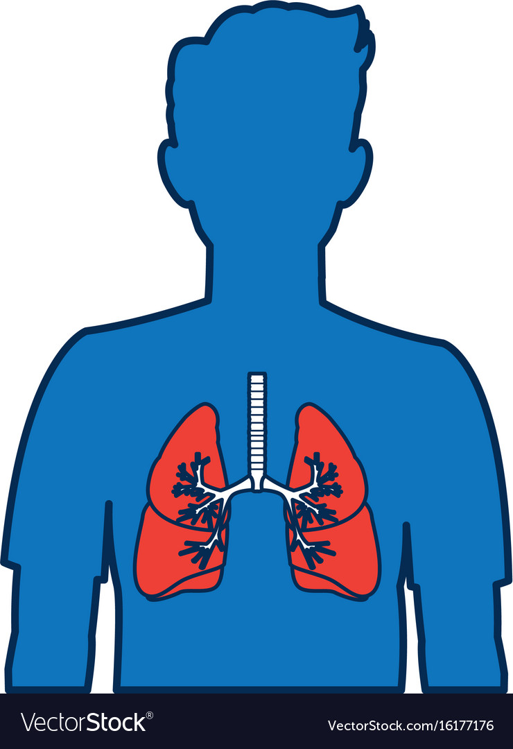 Human silhouette with respiratory system Vector Image